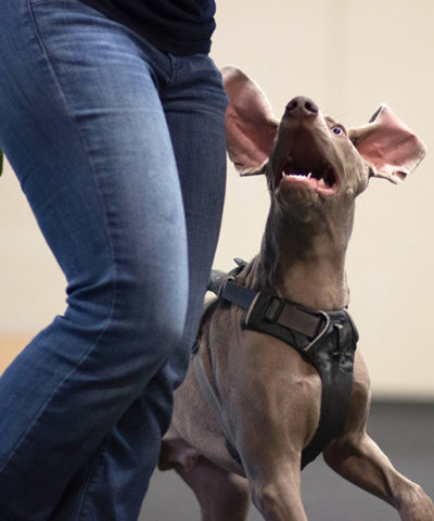 AKC Canine Good Citizen Program