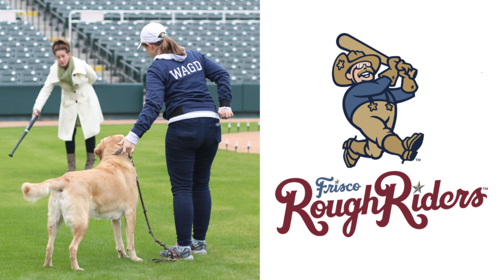 Senior Trainer, Ashley Johnson, KPA-CTP trains The Frisco Rough Riders' official mascot, Brooks the Labrador Retriever to run the bases and retrieve a bat for home game performances.